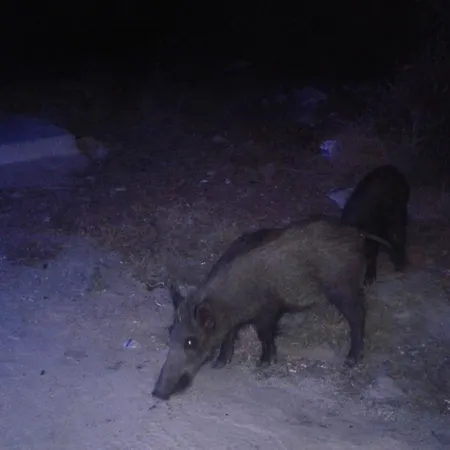 Zeus Apart מלון דירות